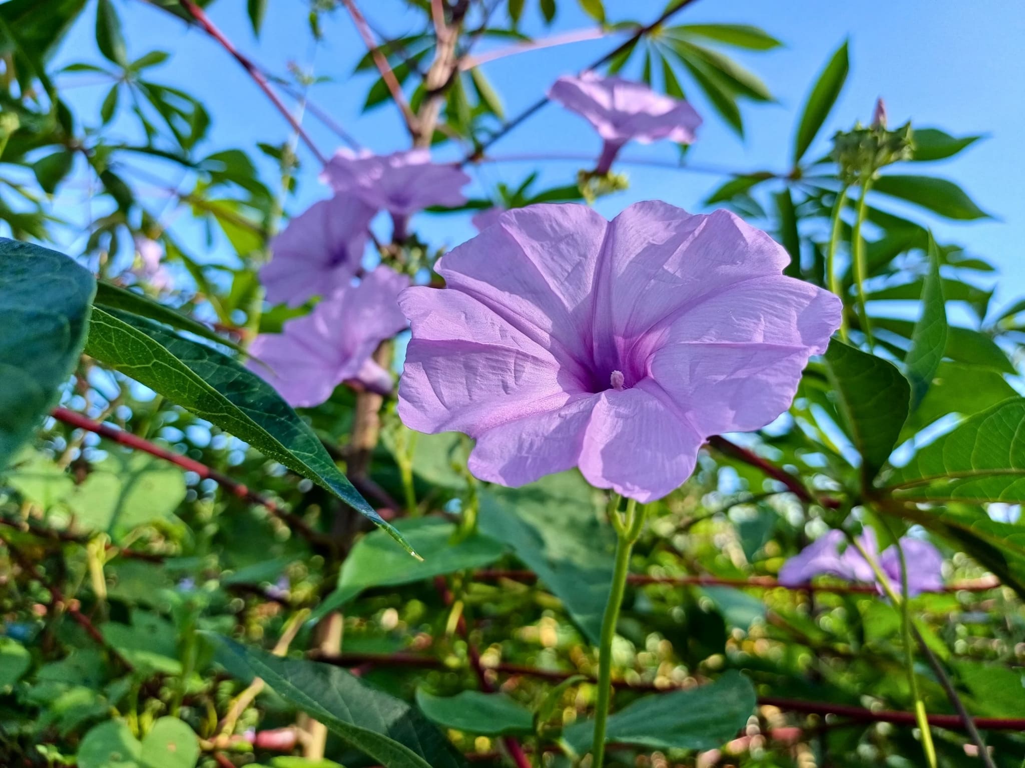 Linda flor