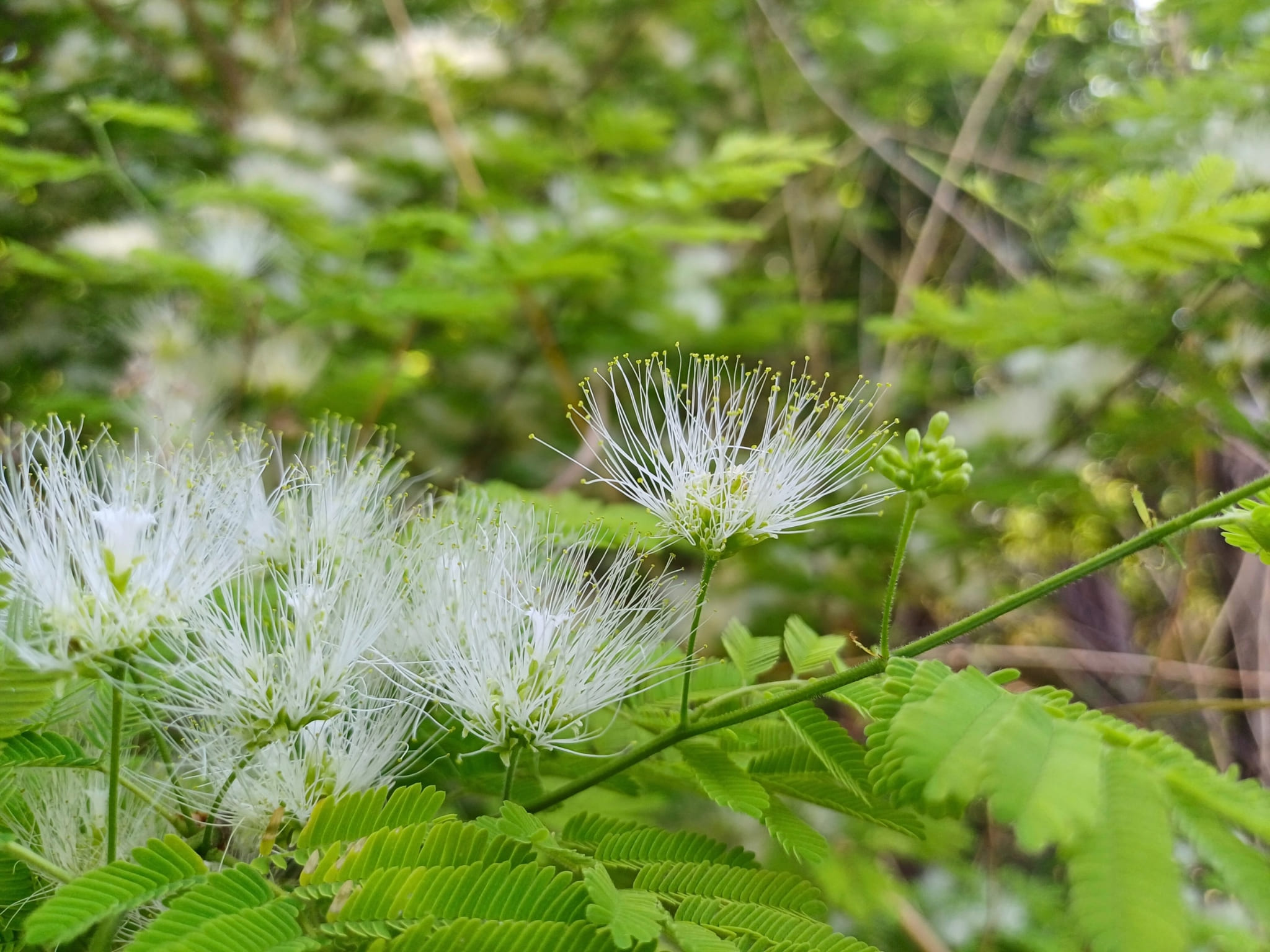 Uma linda flor