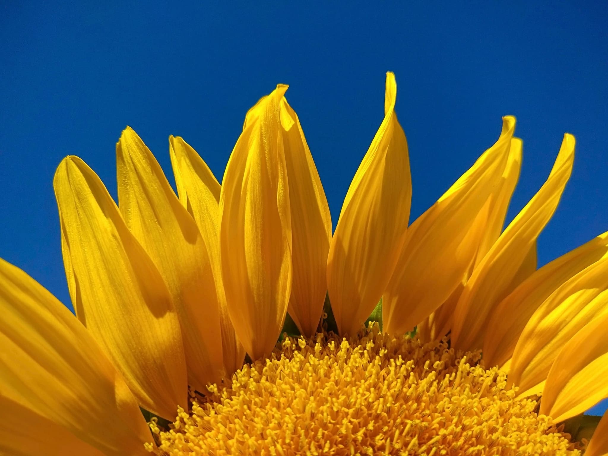 Flor do girassol