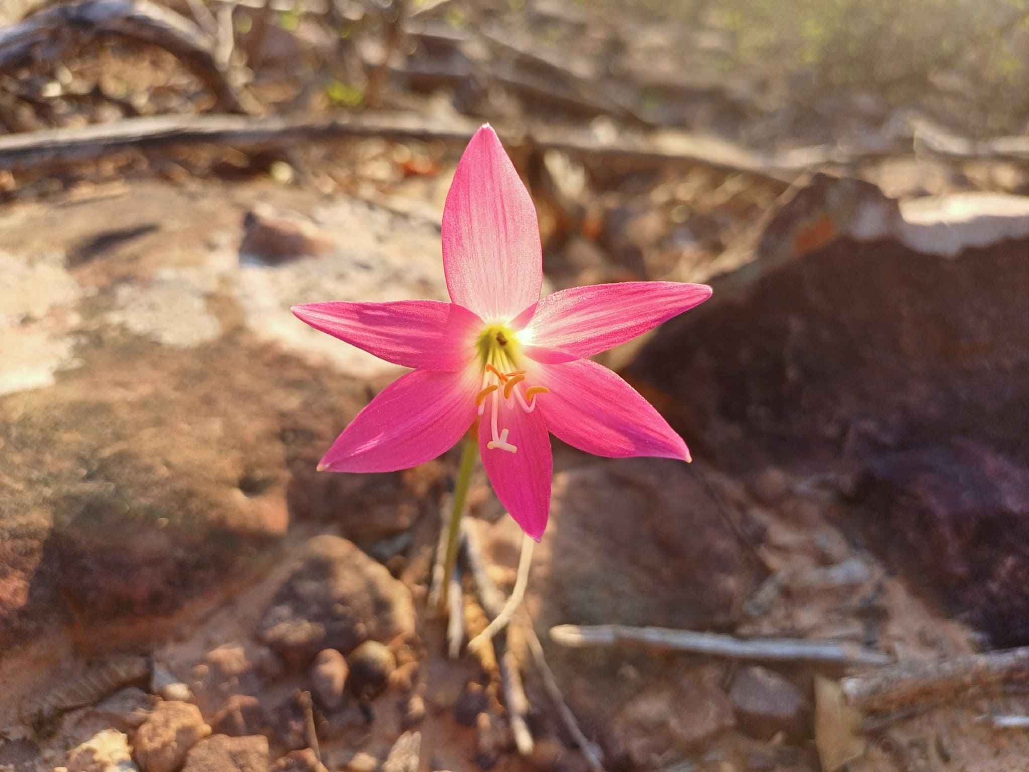 Flor