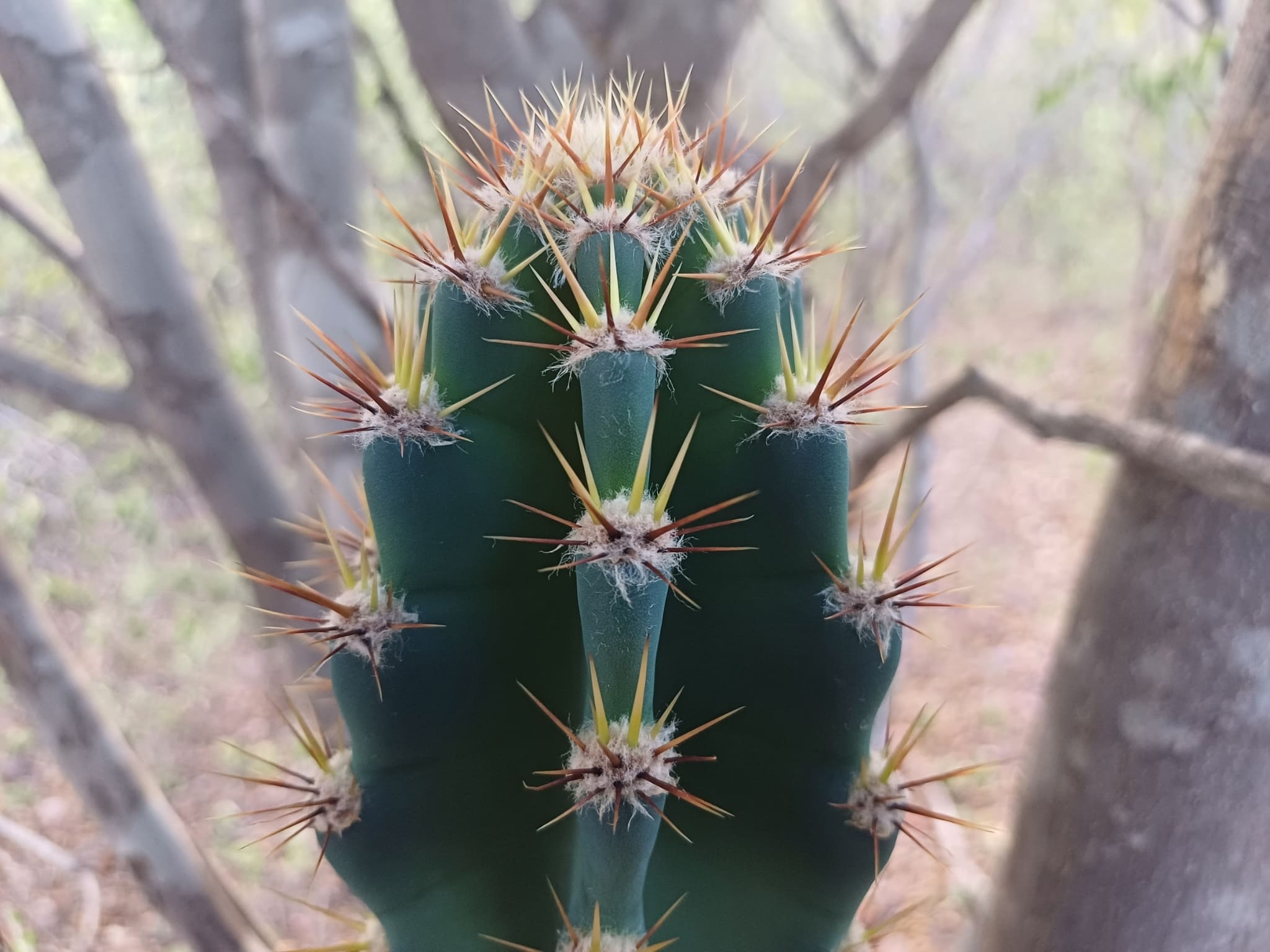 Mandacaru
