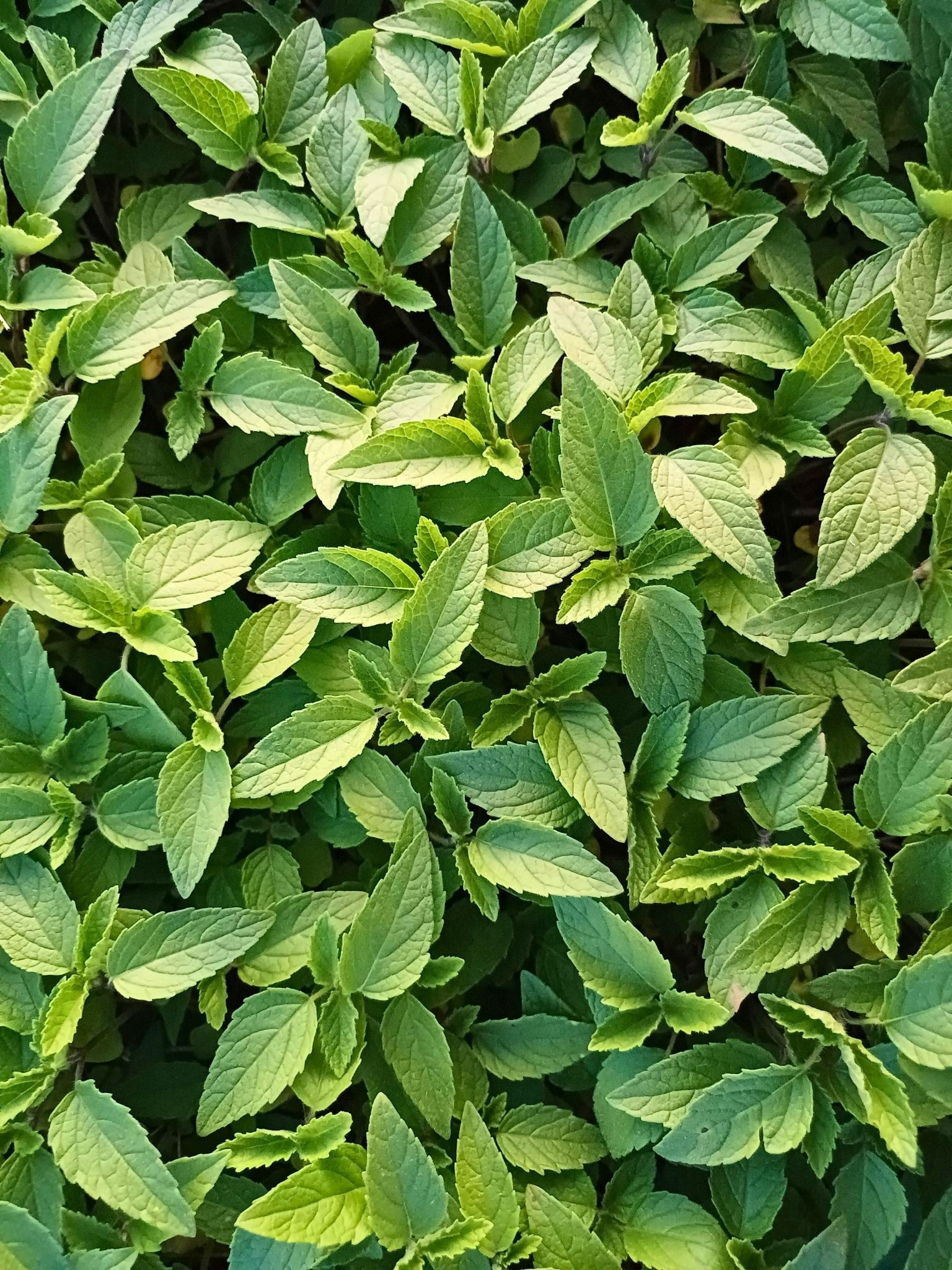 Pasto verde