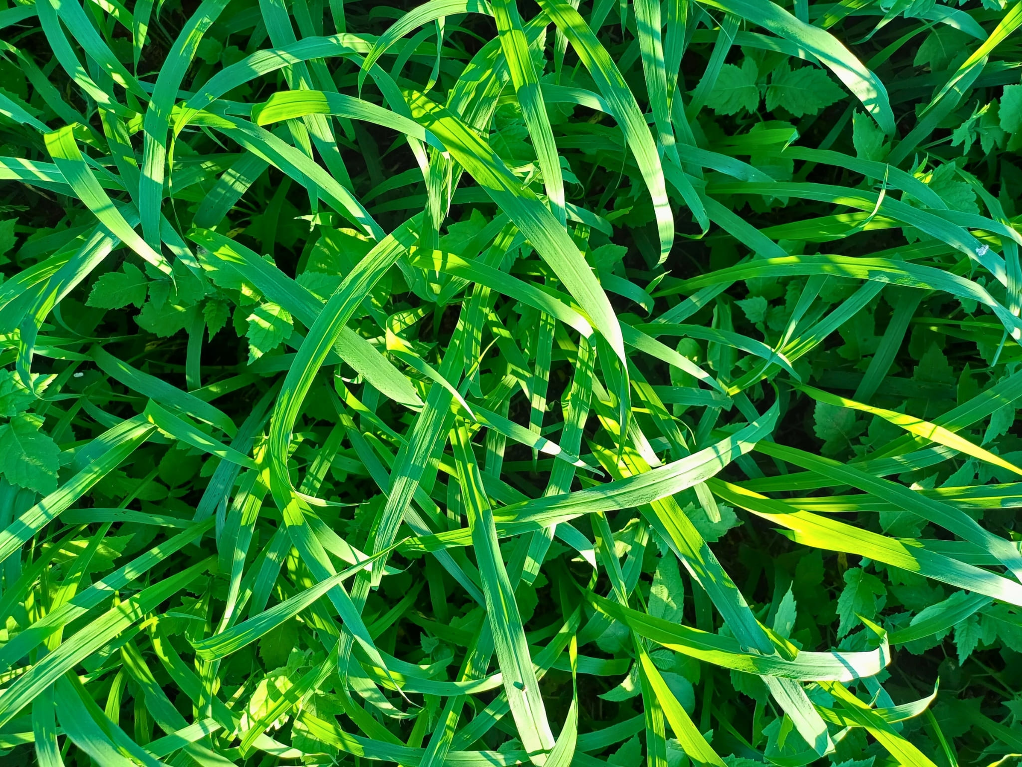 Pasto verde